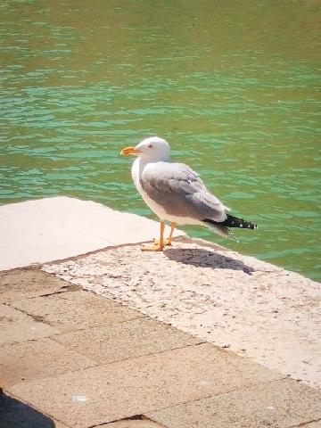 obrázok 81 z Očarujúce Benátky, Verona a Gardalandia